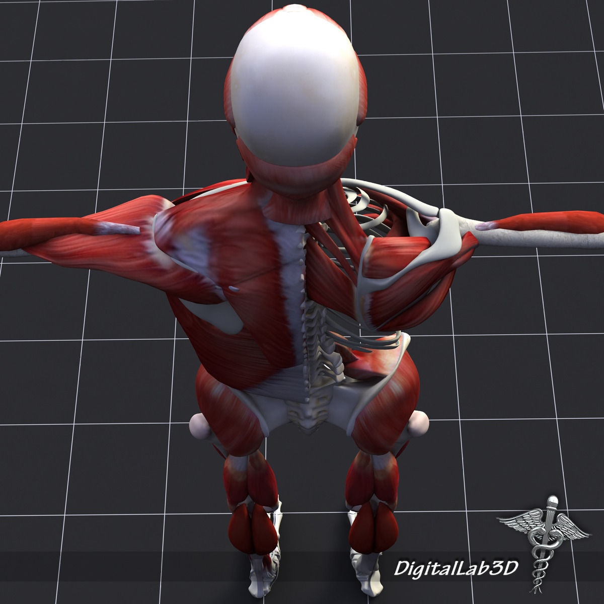 Human Muscle And Bone Structure 3D model_1