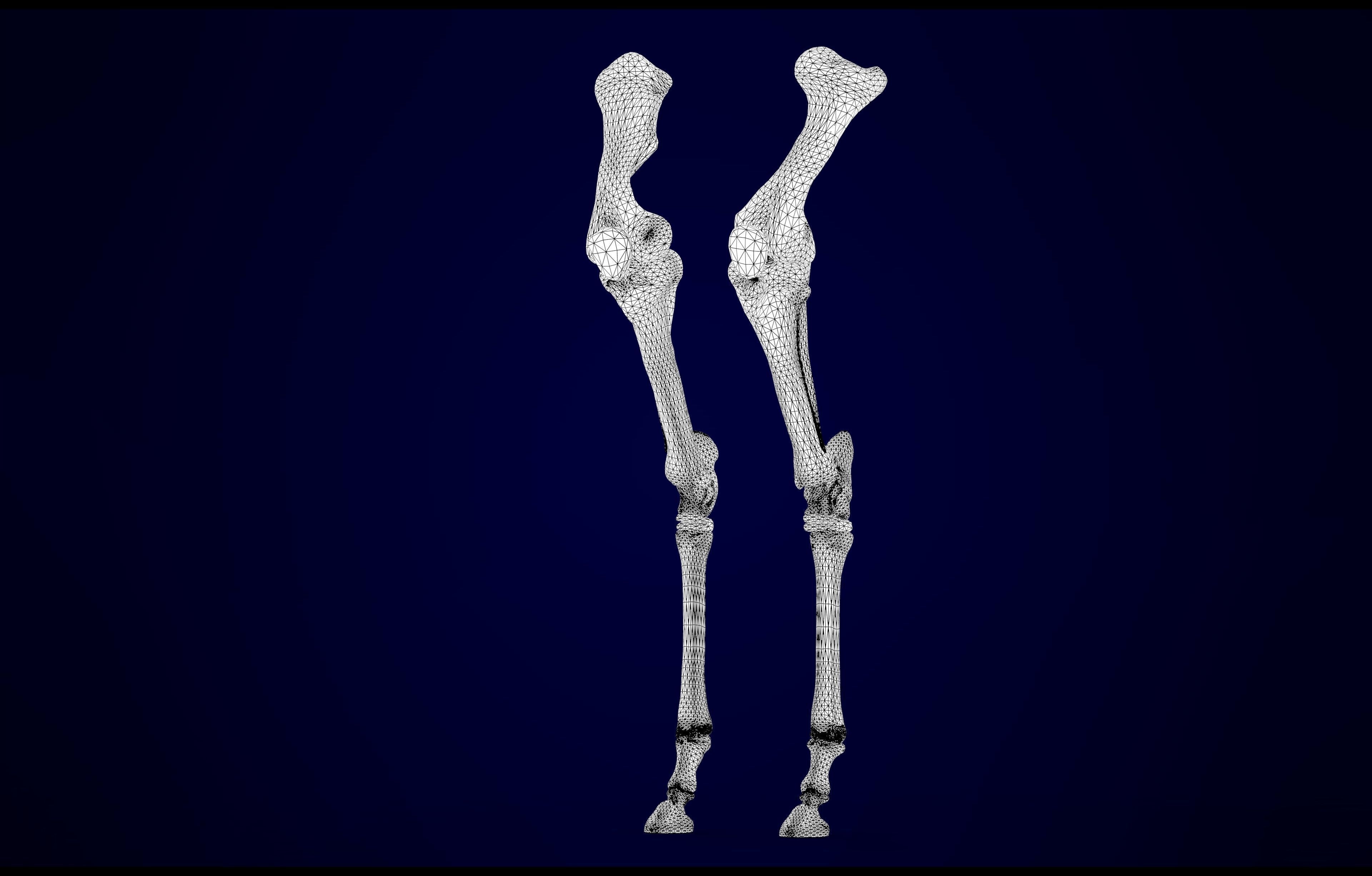 Hippogriff Skeleton 3D model_18