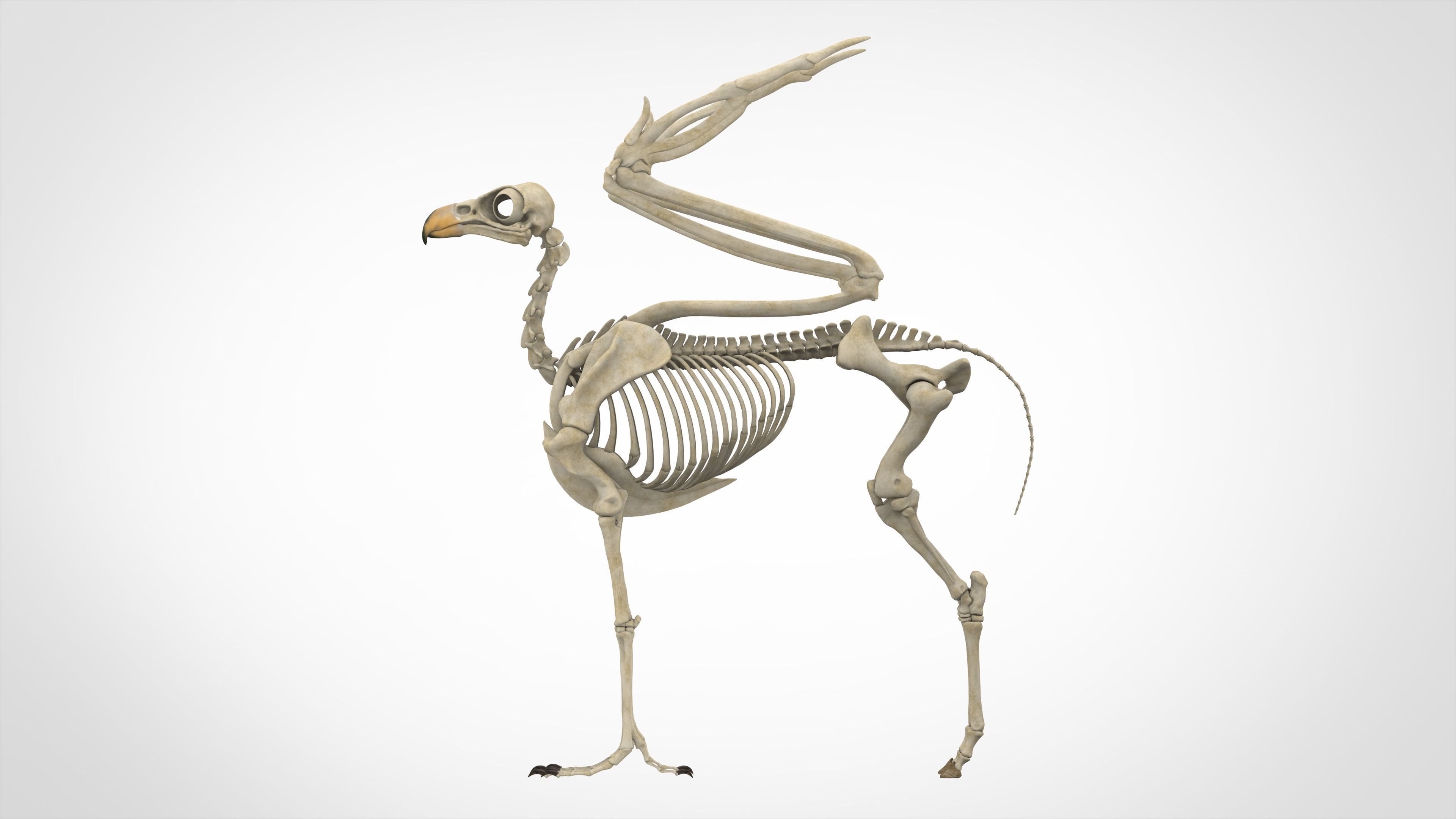 Hippogriff Skeleton 3D model_2