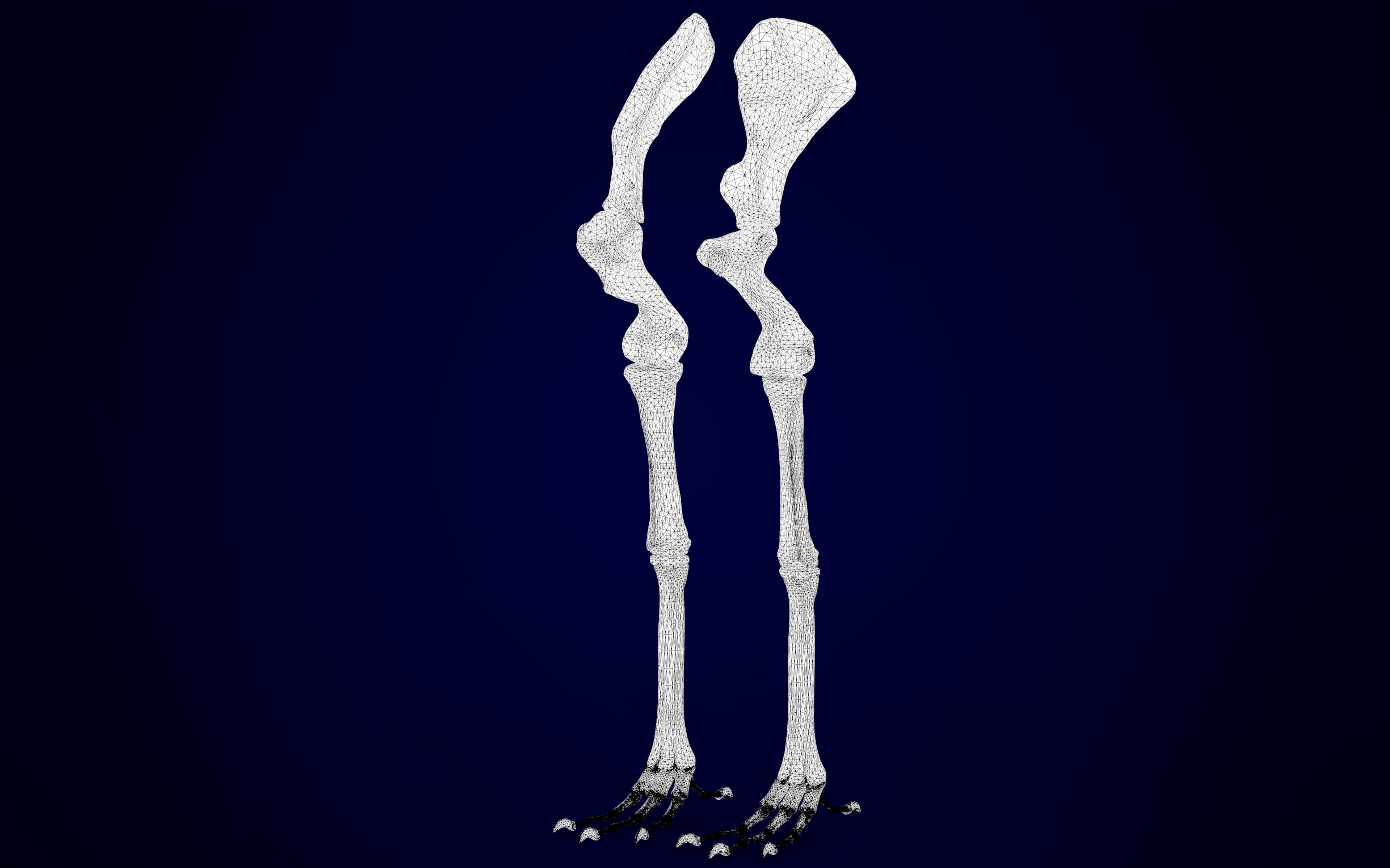Hippogriff Skeleton 3D model_17