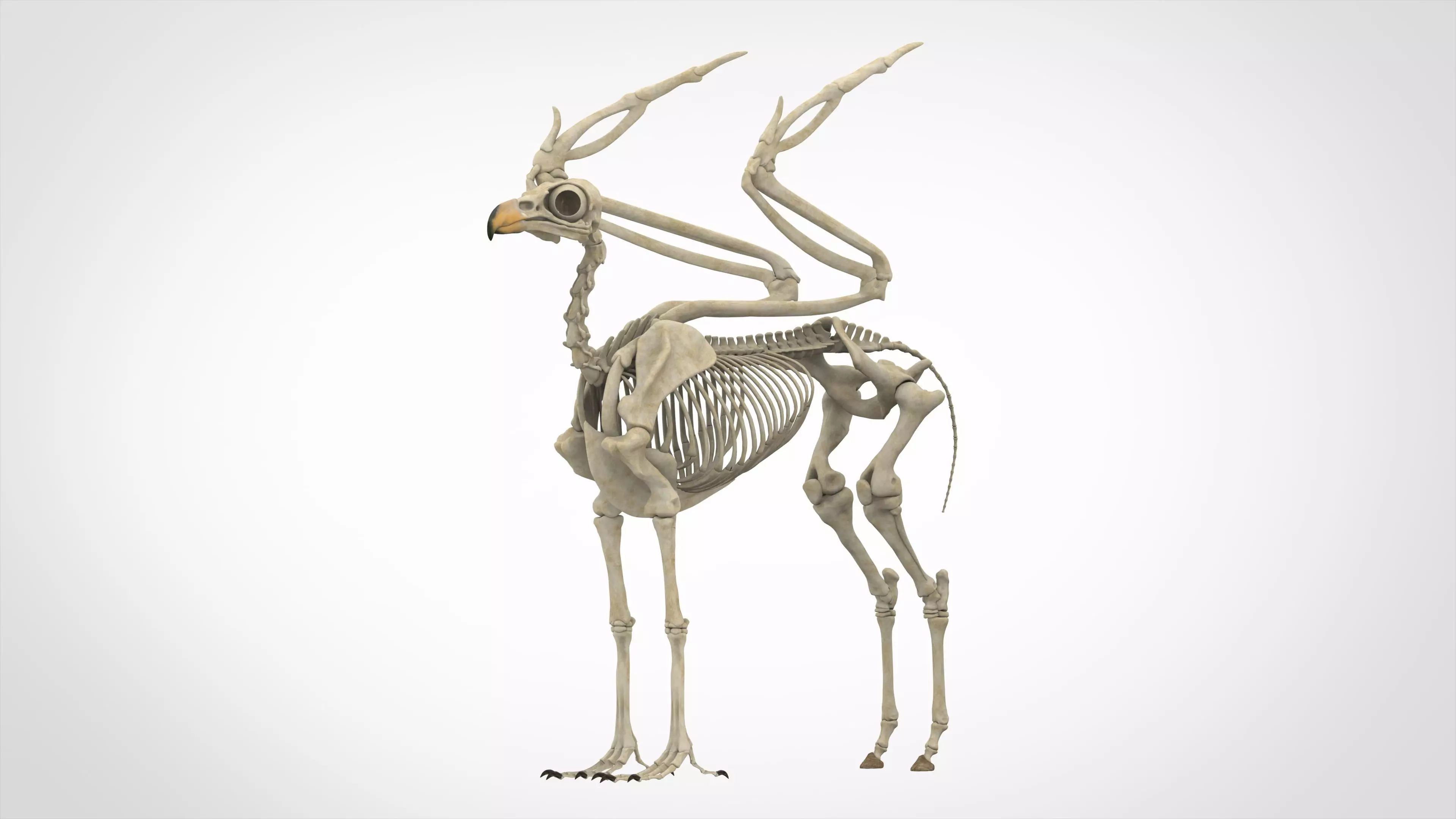 Hippogriff Skeleton 3D model_0