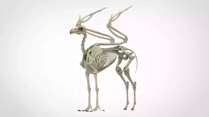 Hippogriff Skeleton