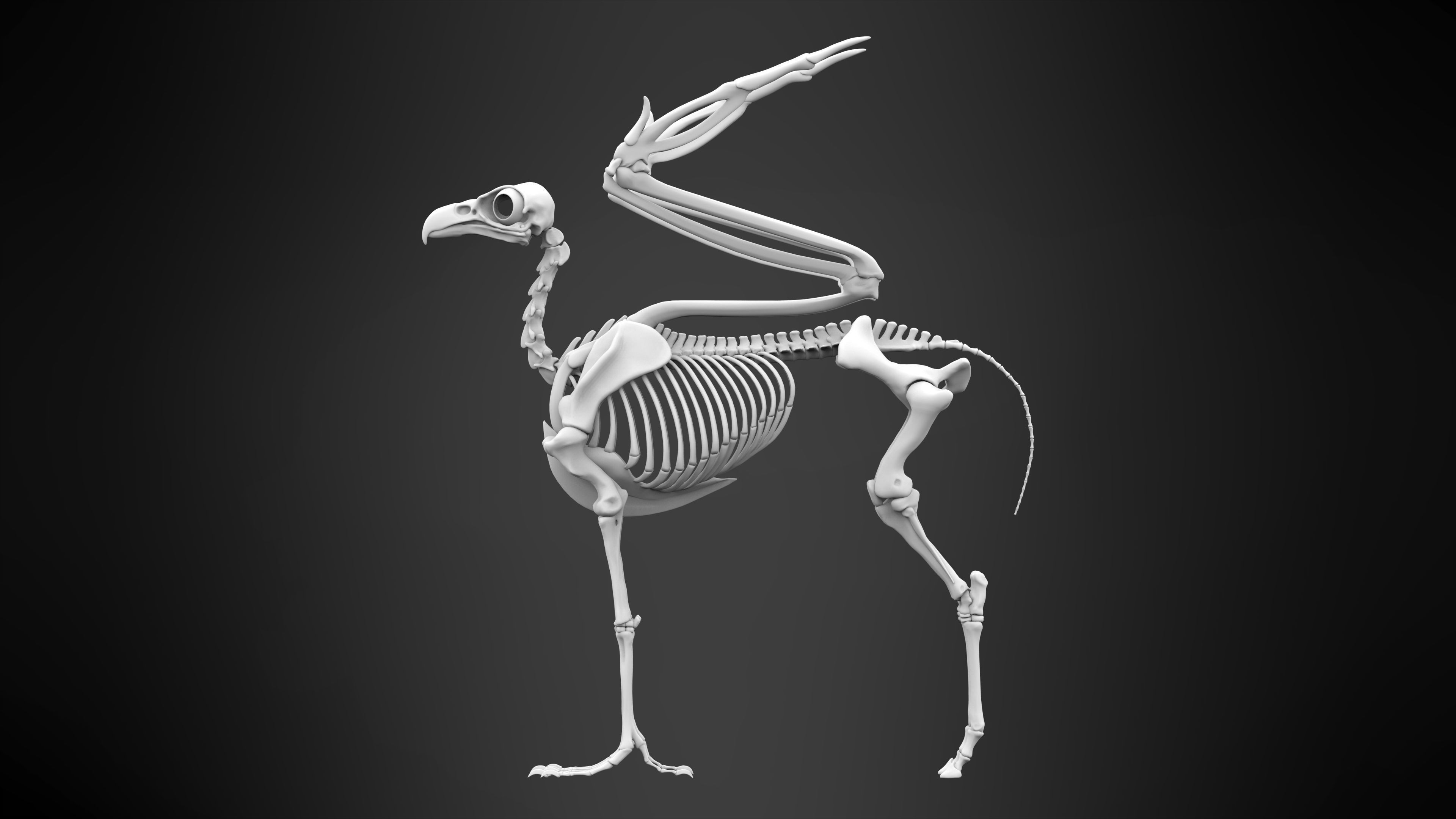 Hippogriff Skeleton 3D model_7