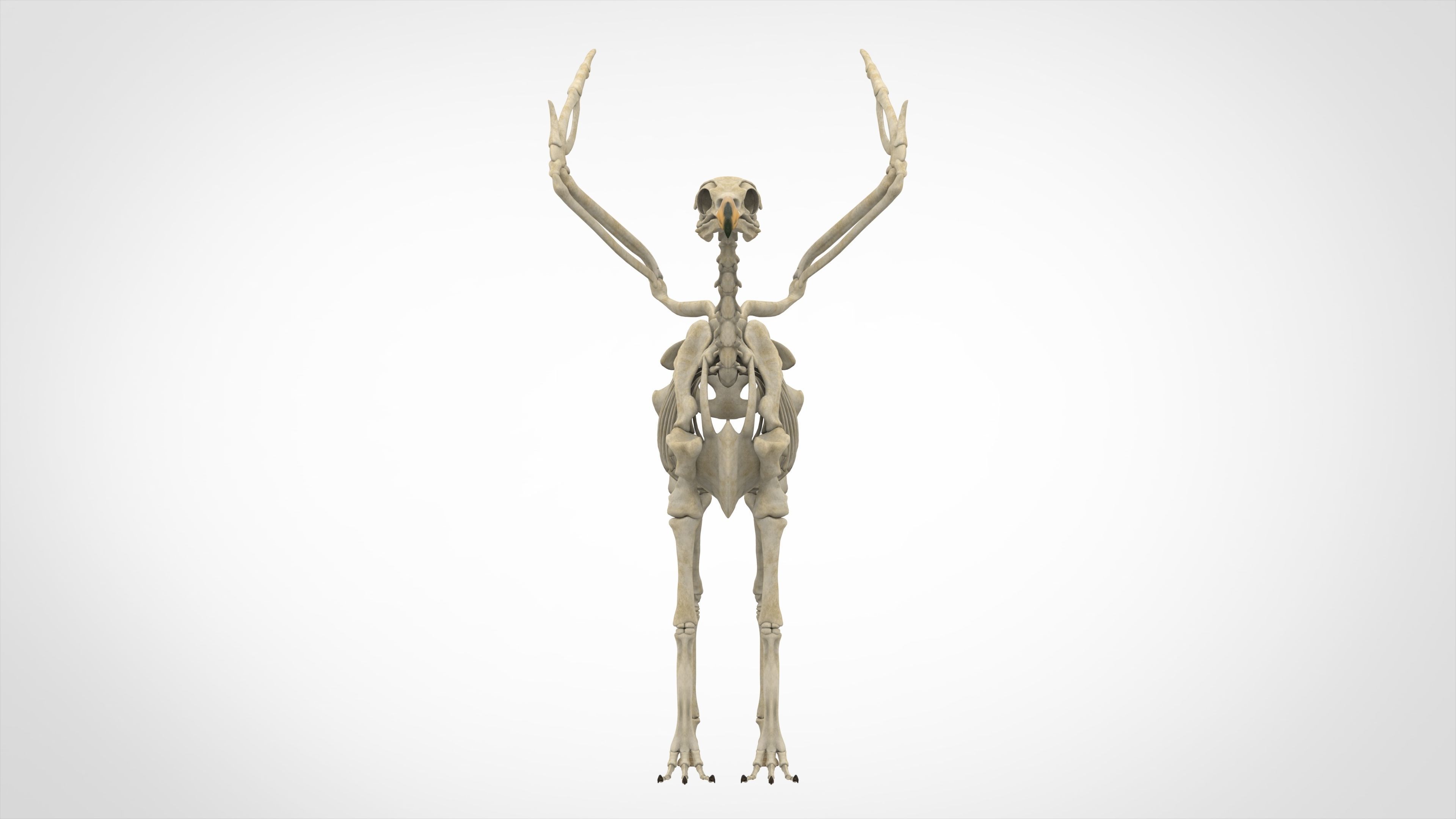 Hippogriff Skeleton 3D model_1