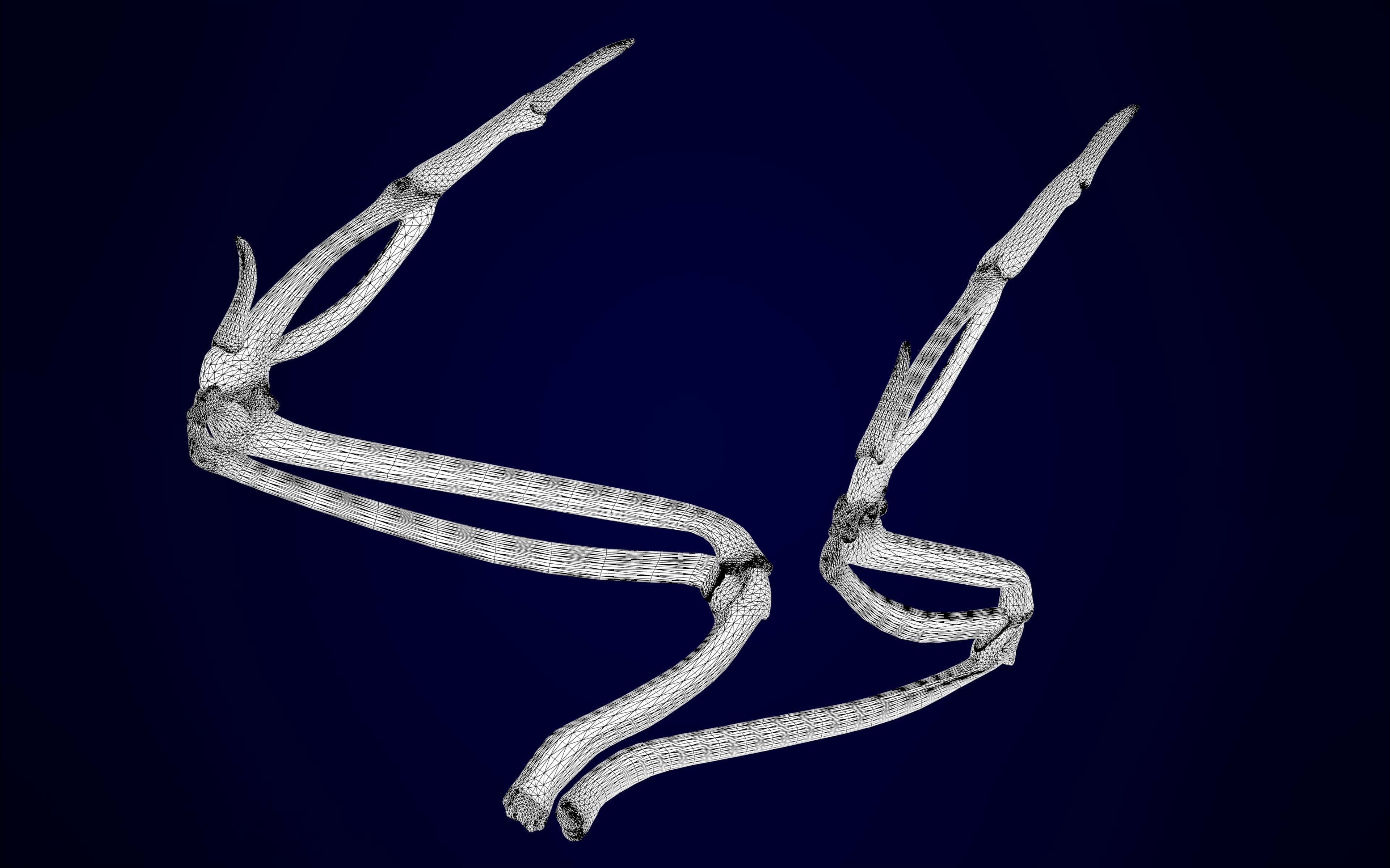 Hippogriff Skeleton 3D model_15