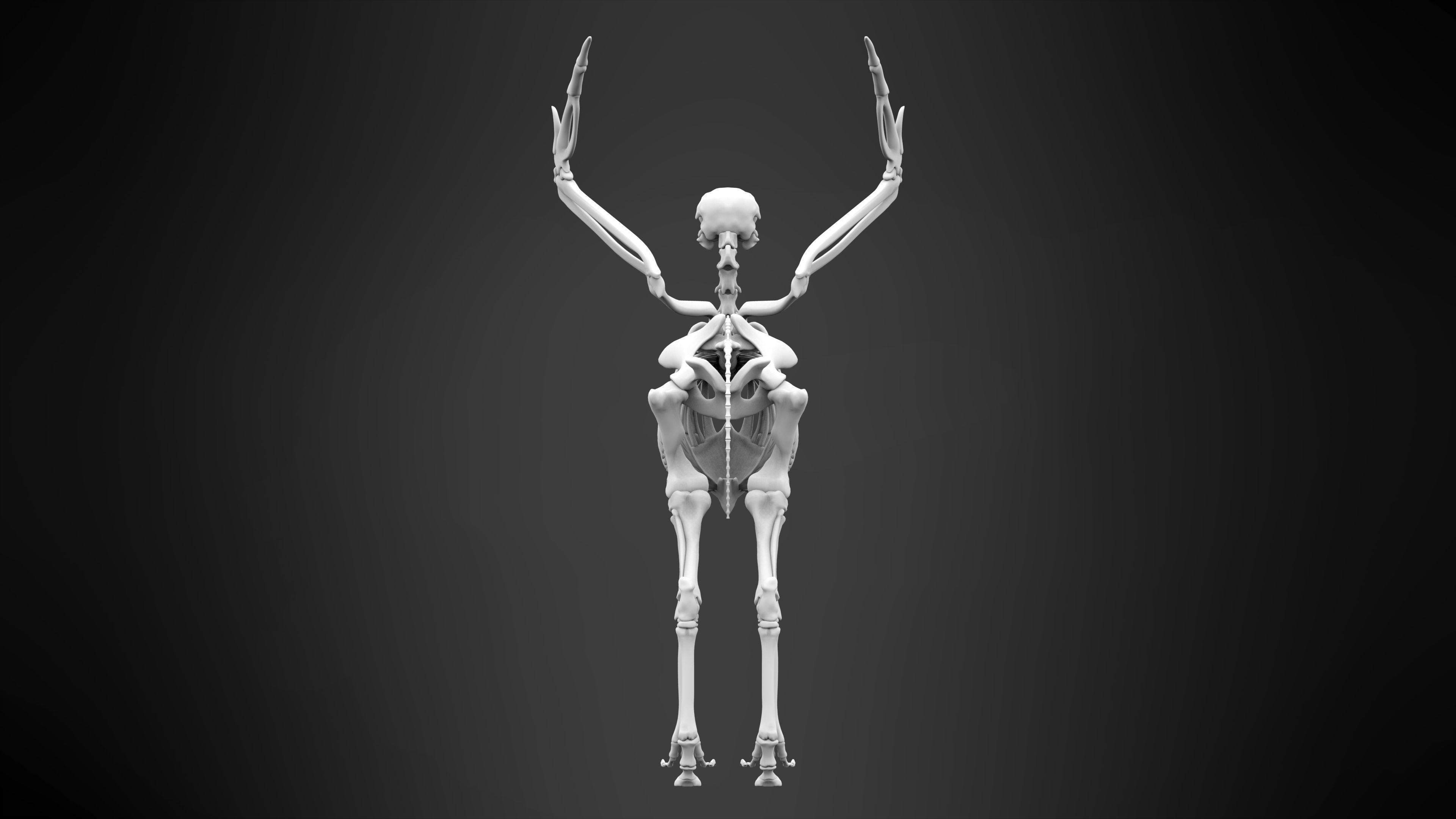 Hippogriff Skeleton 3D model_6