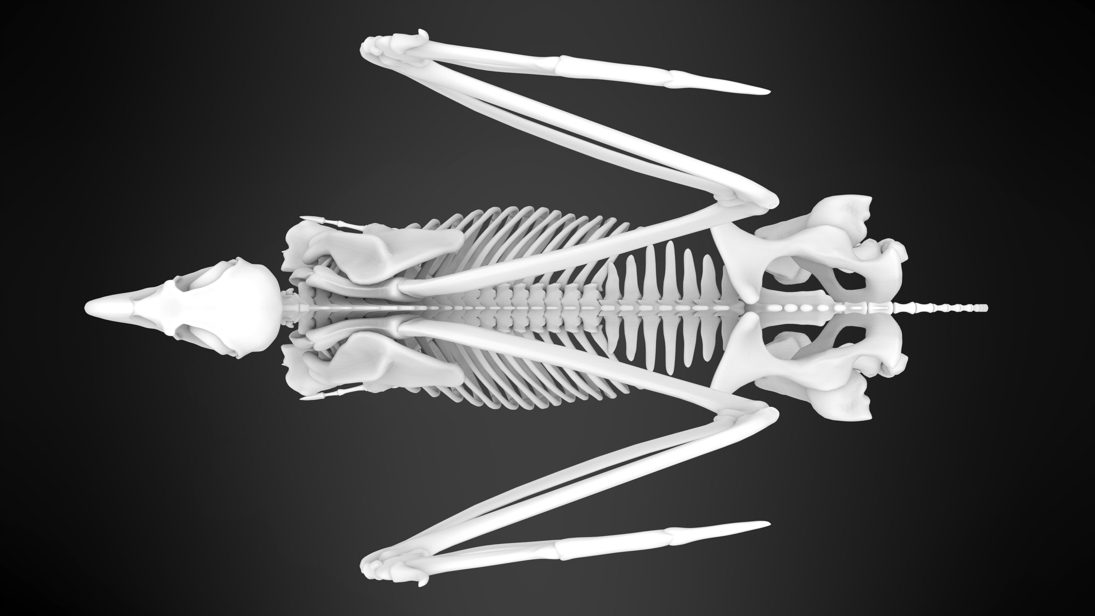 Hippogriff Skeleton 3D model_9