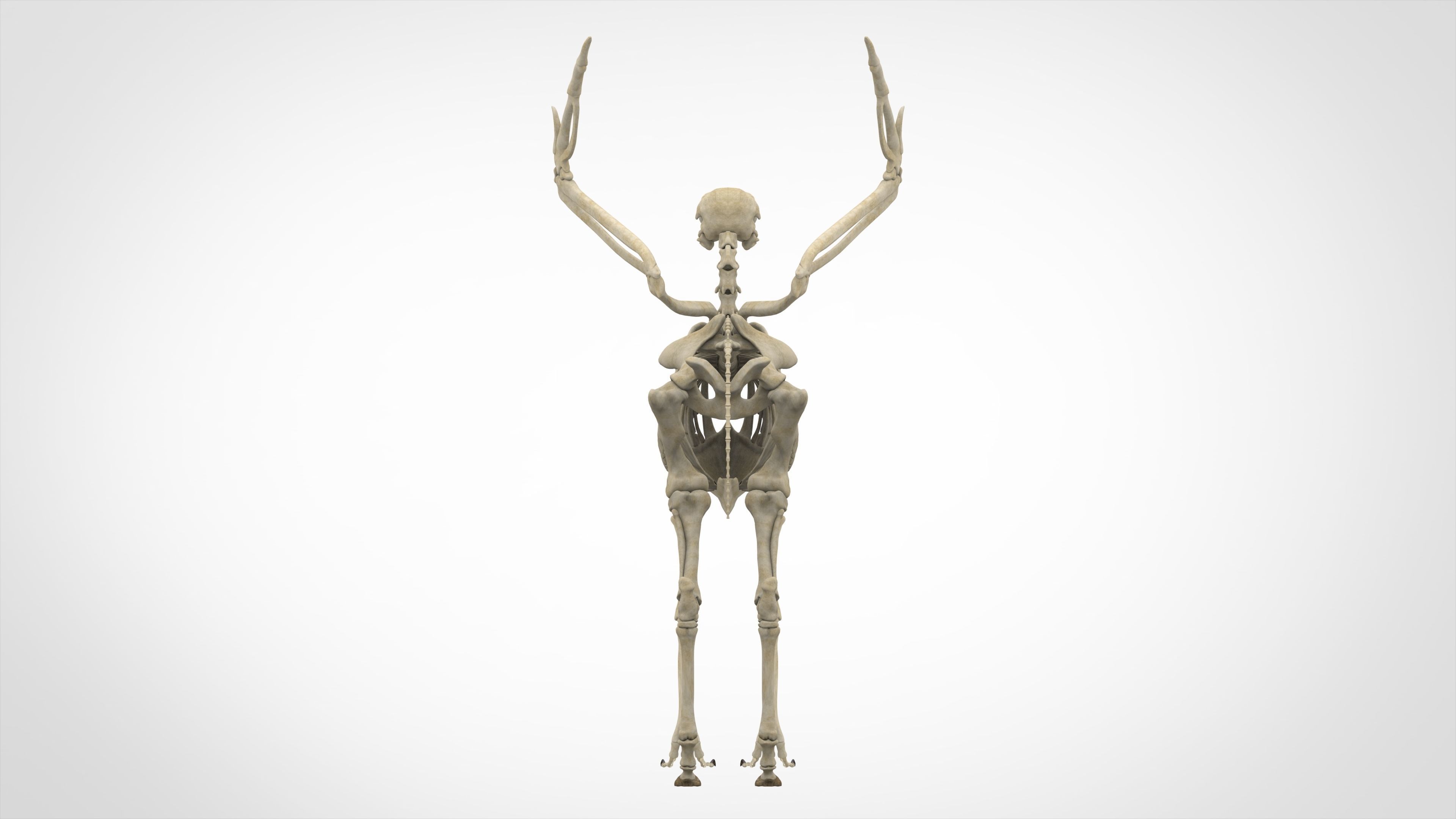 Hippogriff Skeleton 3D model_3