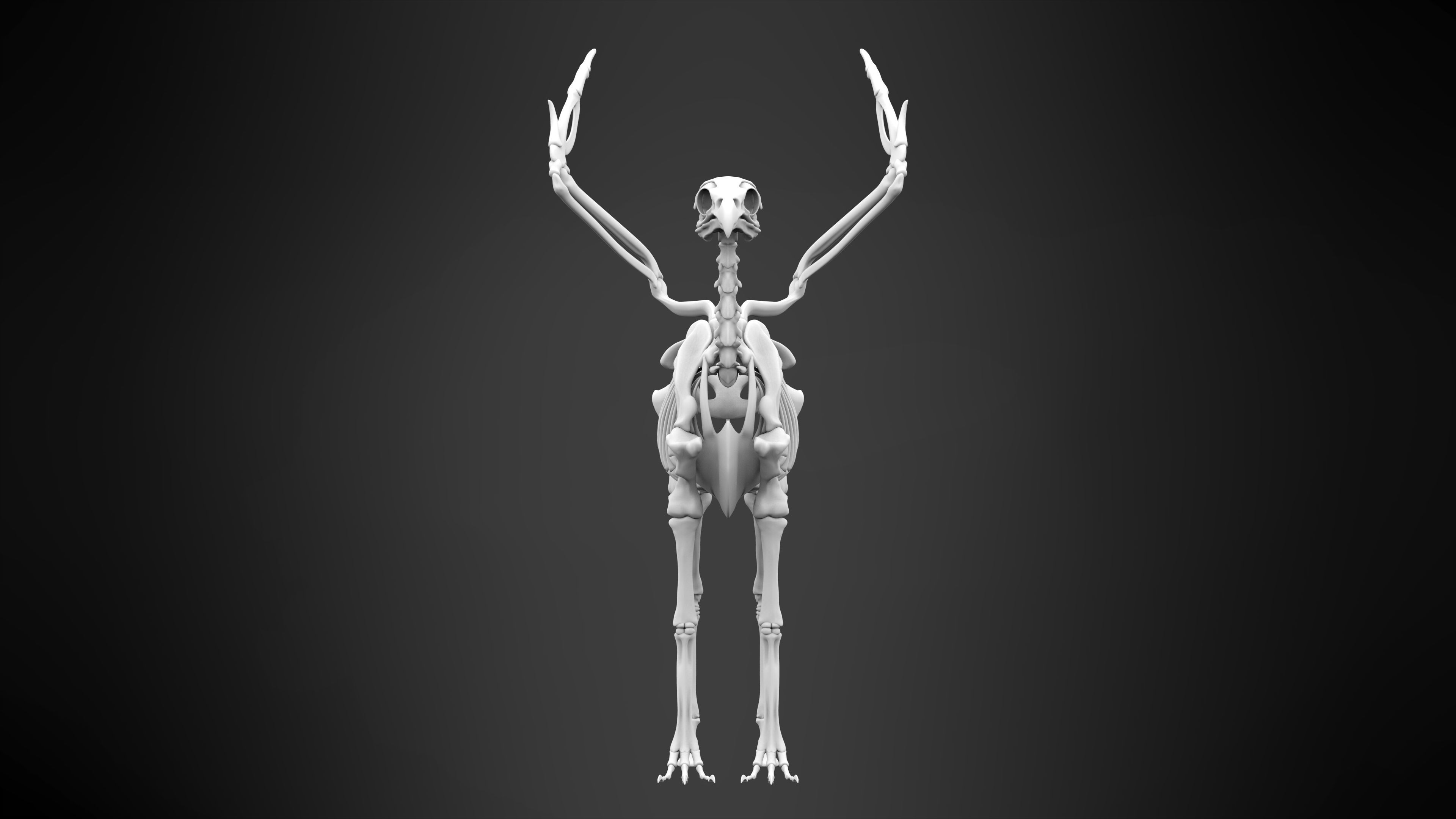 Hippogriff Skeleton 3D model_8