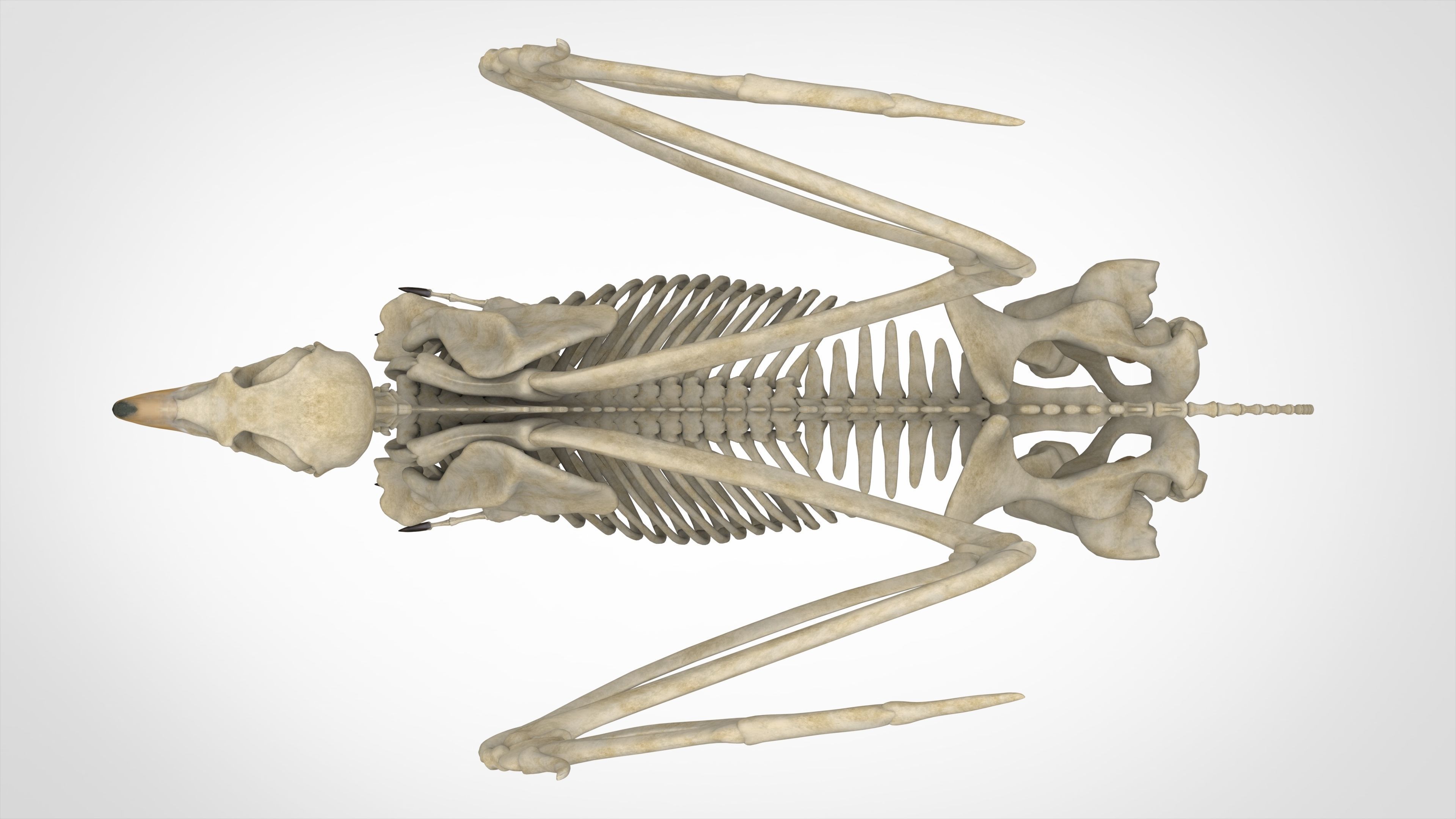 Hippogriff Skeleton 3D model_4
