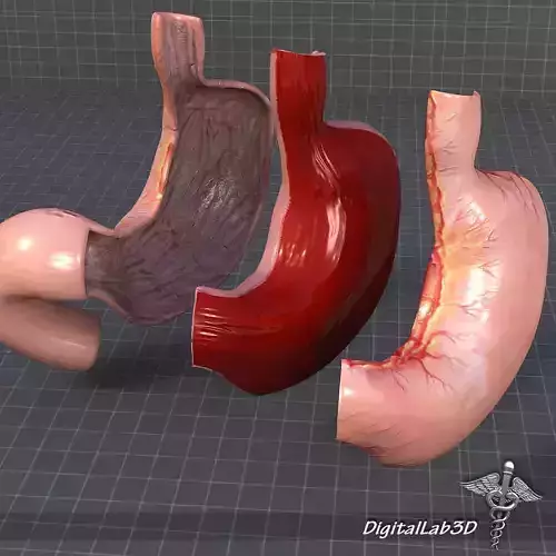 Stomach Anatomy 3D model