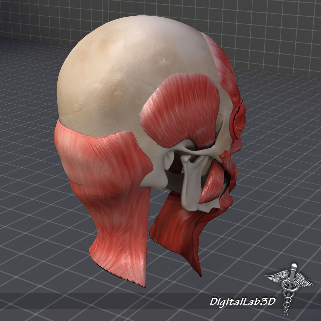 Facial Muscle Structure 3D model_7
