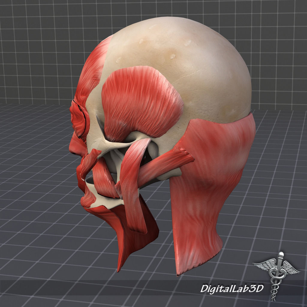 Facial Muscle Structure 3D model_6