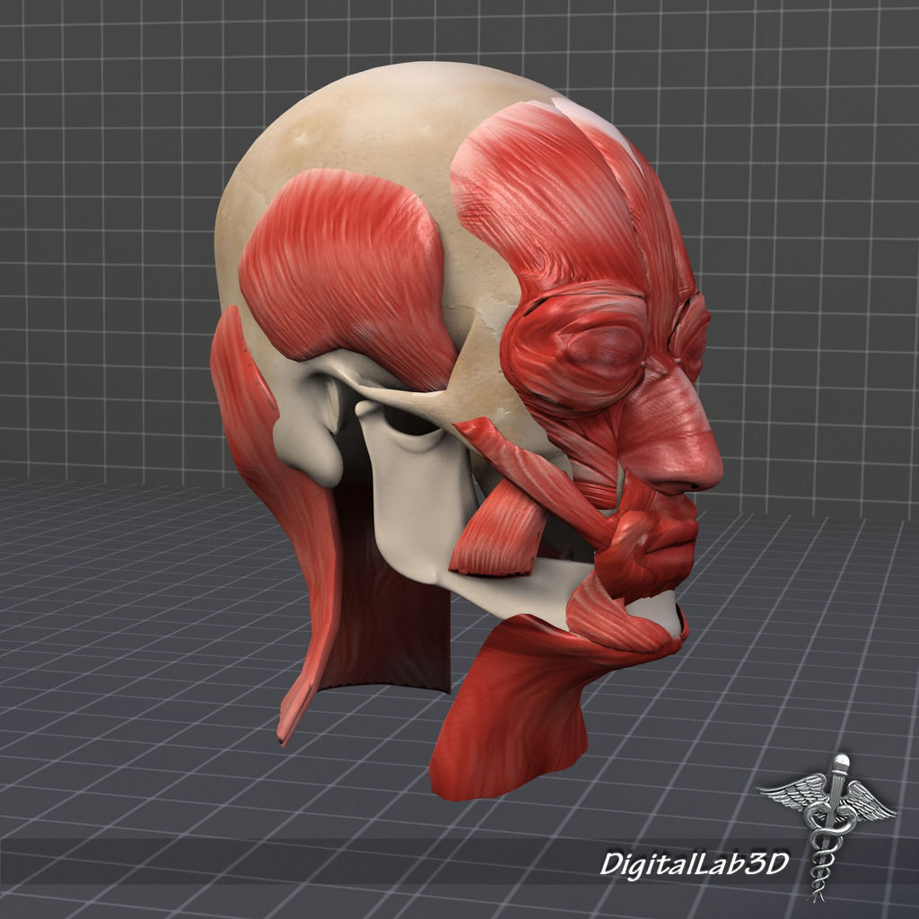 Facial Muscle Structure 3D model_1