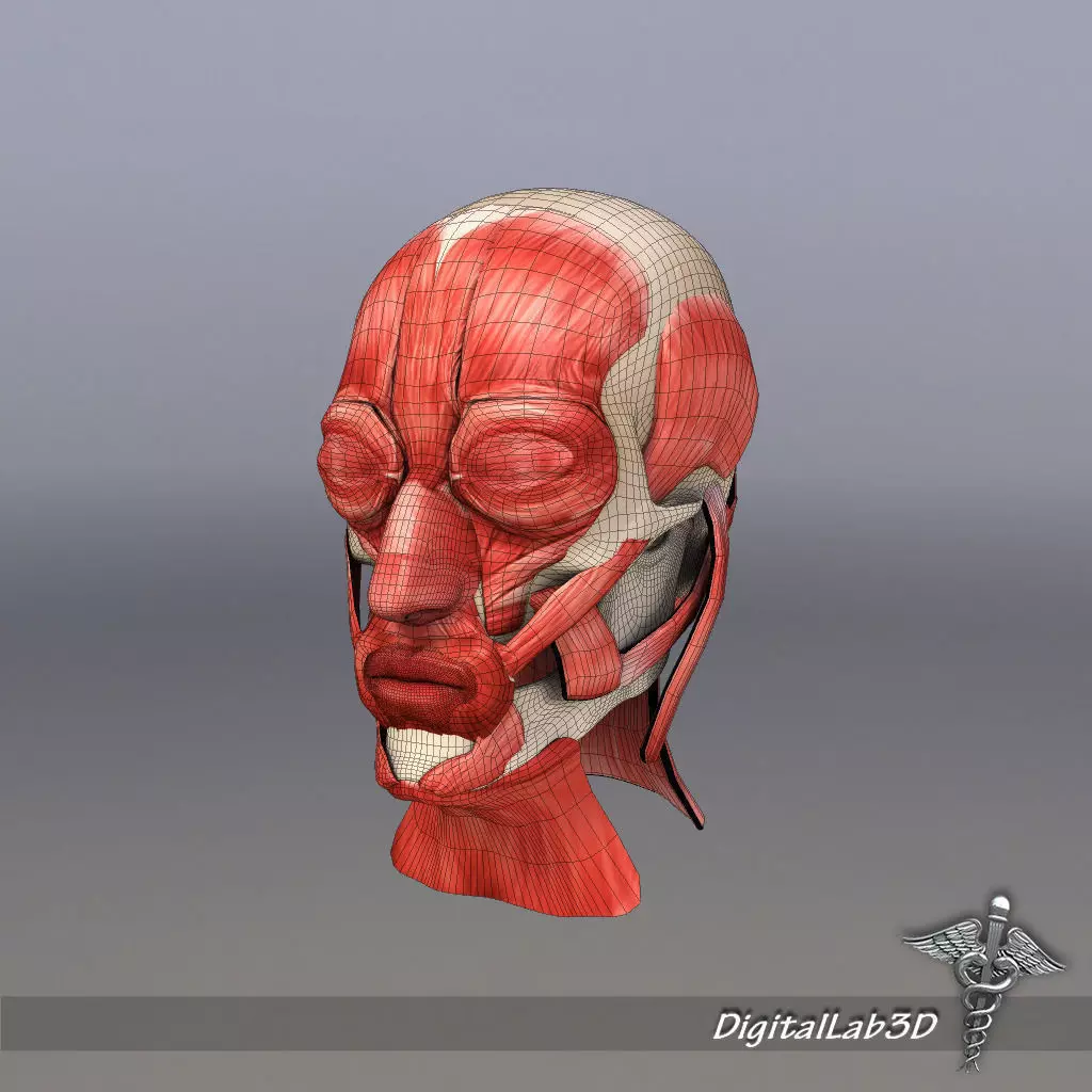 Facial Muscle Structure 3D model_0