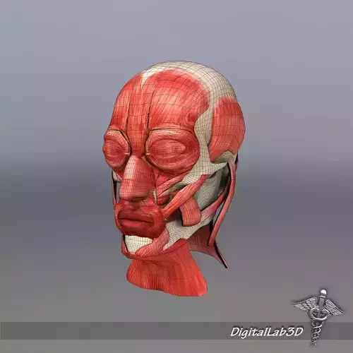 Facial Muscle Structure 3D model