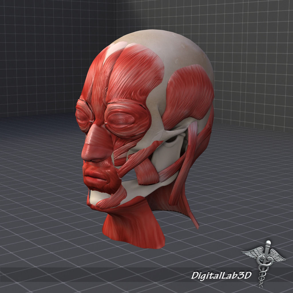 Facial Muscle Structure 3D model_2