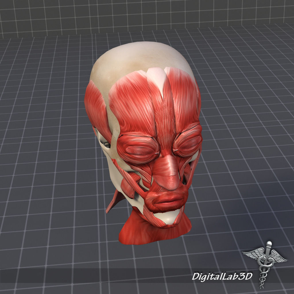 Facial Muscle Structure 3D model_4