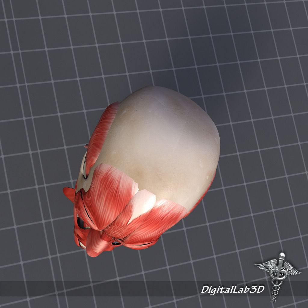 Facial Muscle Structure 3D model_5