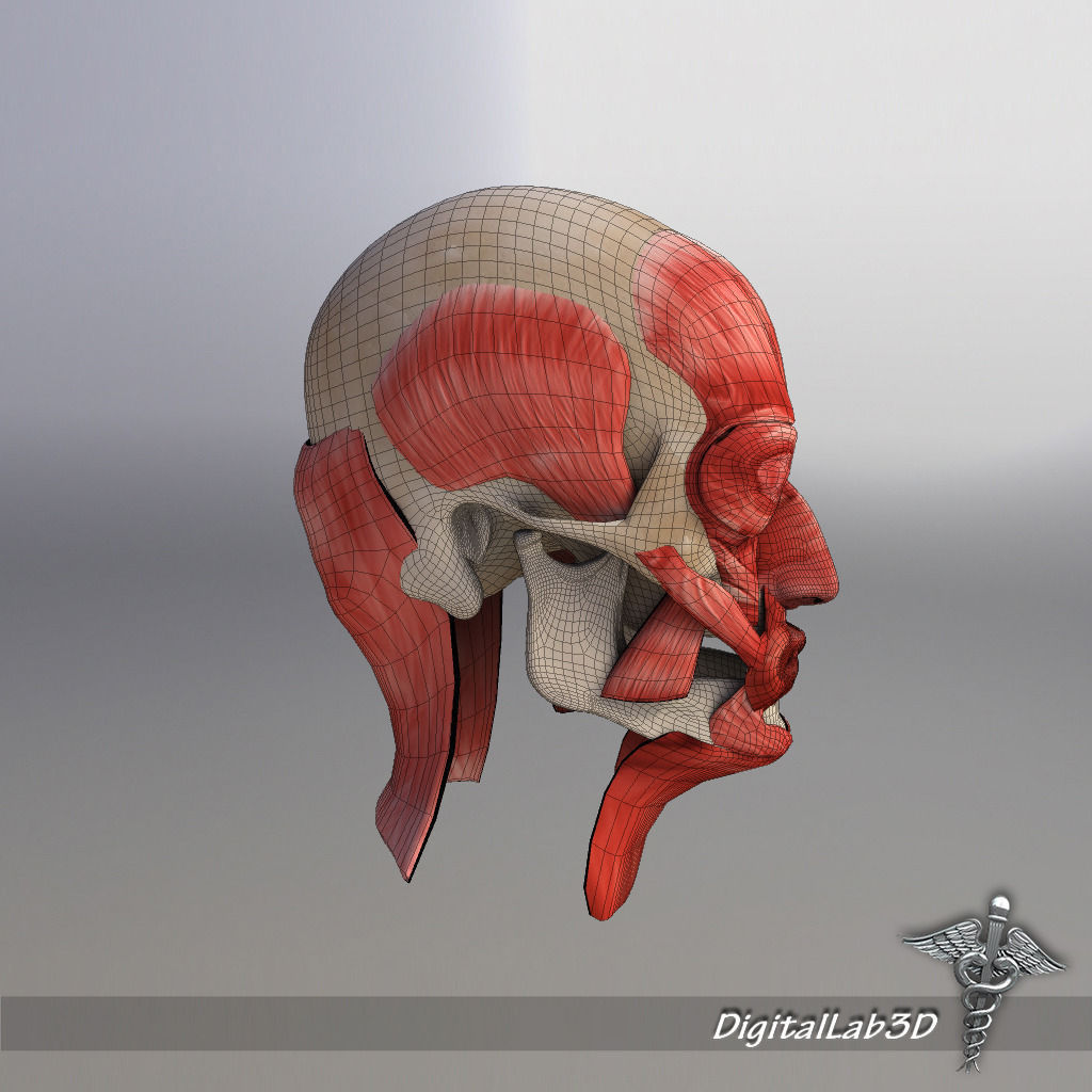 Facial Muscle Structure 3D model_3