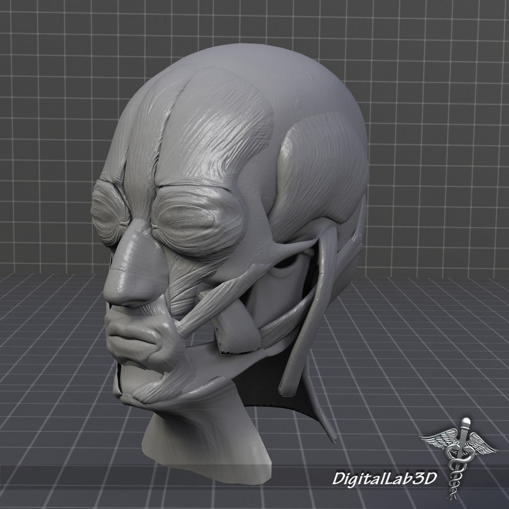 Facial Muscle Structure 3D model_8