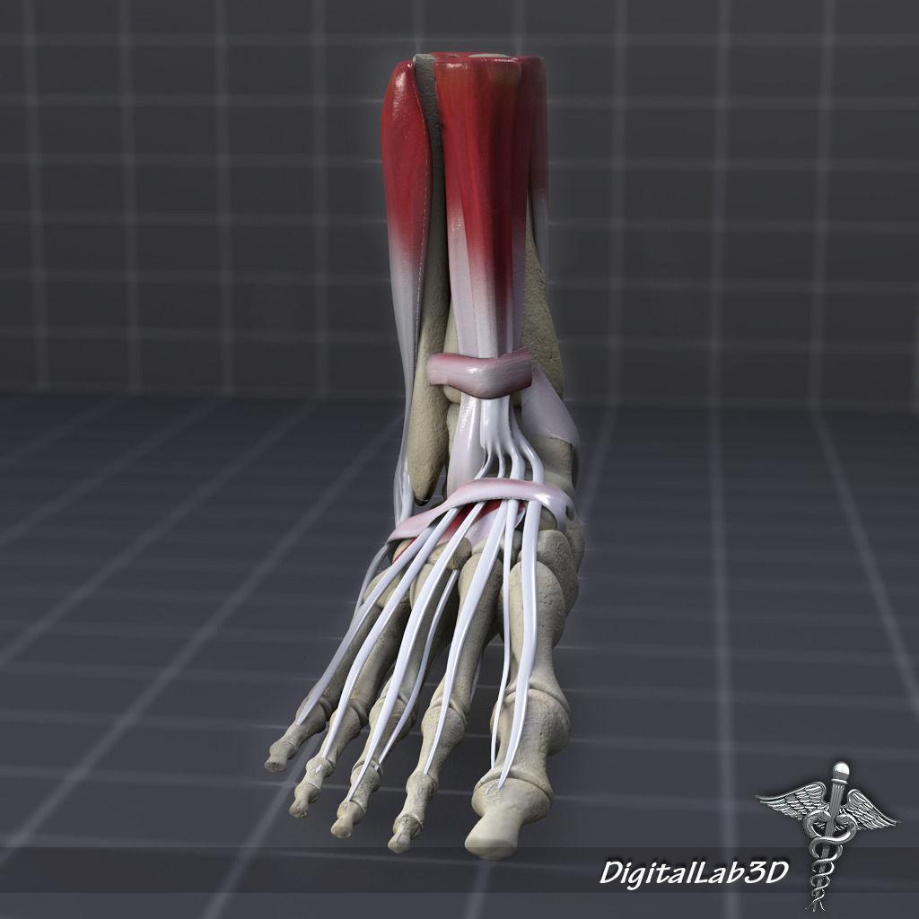 Human Foot Bone and Muscle Structure 3D model_2