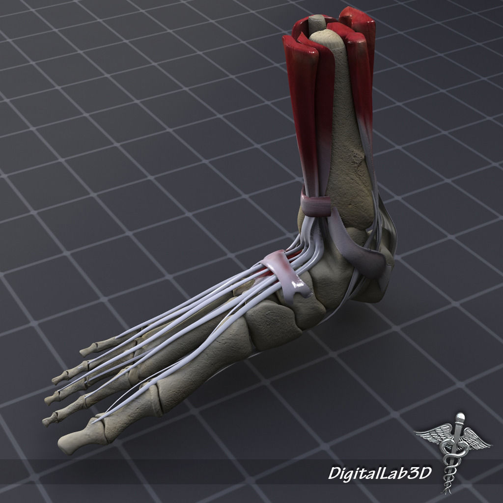 Human Foot Bone and Muscle Structure 3D model_4