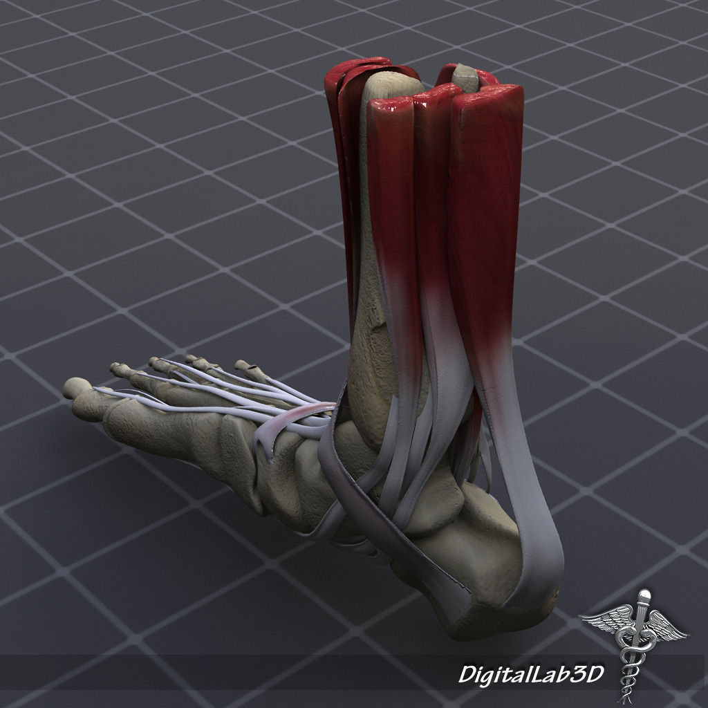 Human Foot Bone and Muscle Structure 3D model_3