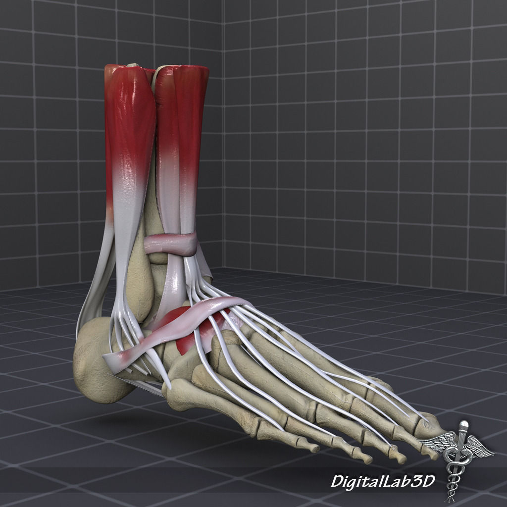 Human Foot Bone and Muscle Structure 3D model_1