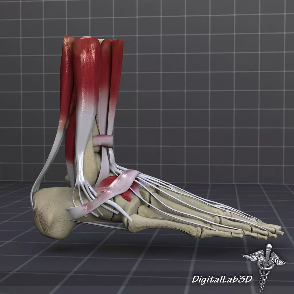 Human Foot Bone and Muscle Structure 3D model_0