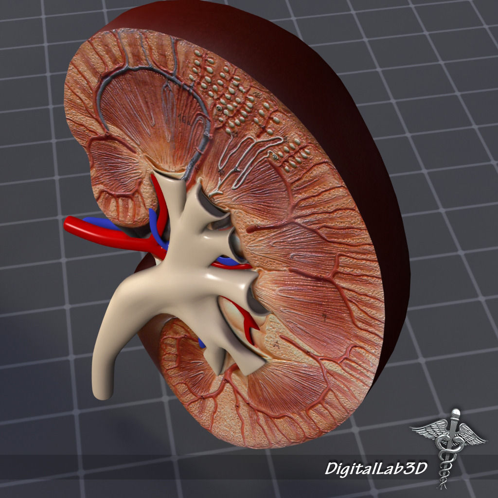 Kidney Anatomy 3D model_4