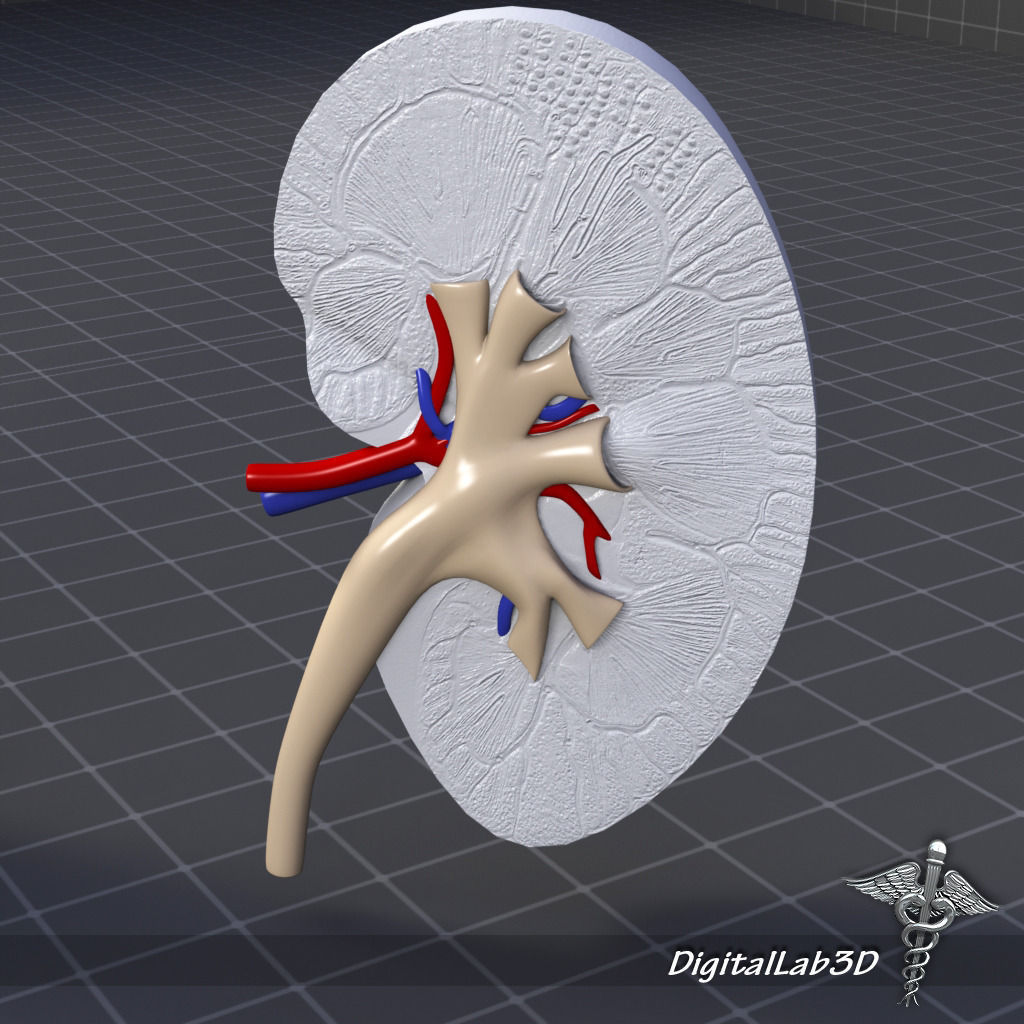 Kidney Anatomy 3D model_5