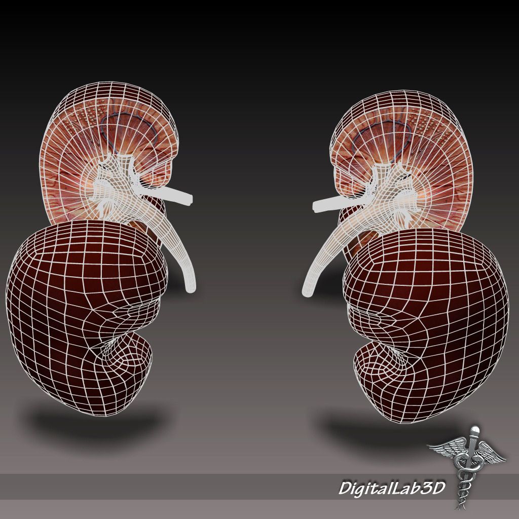 Kidney Anatomy 3D model_6