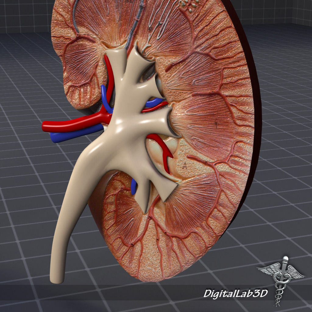 Kidney Anatomy 3D model_2