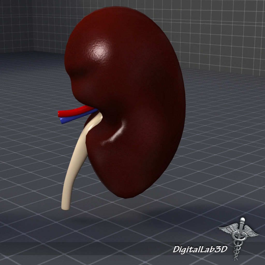 Kidney Anatomy 3D model_3