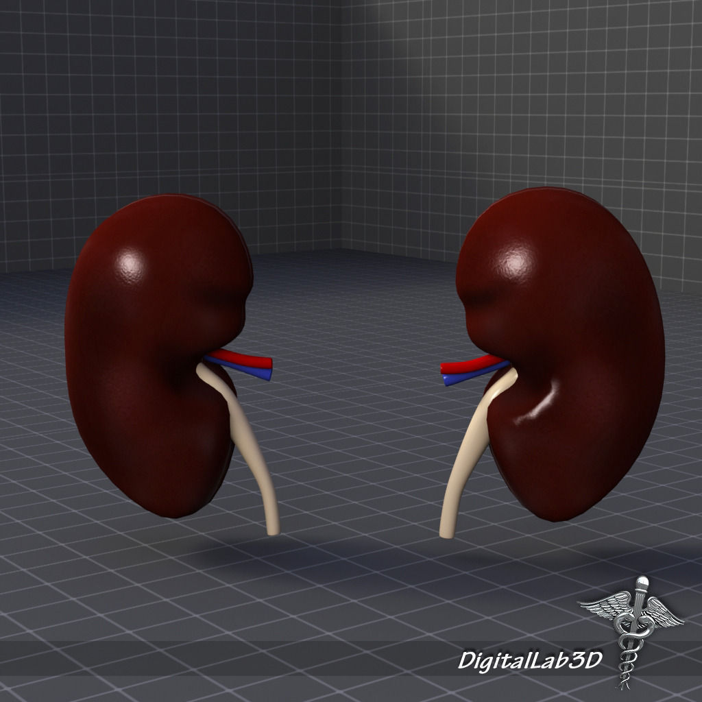 Kidney Anatomy 3D model_1