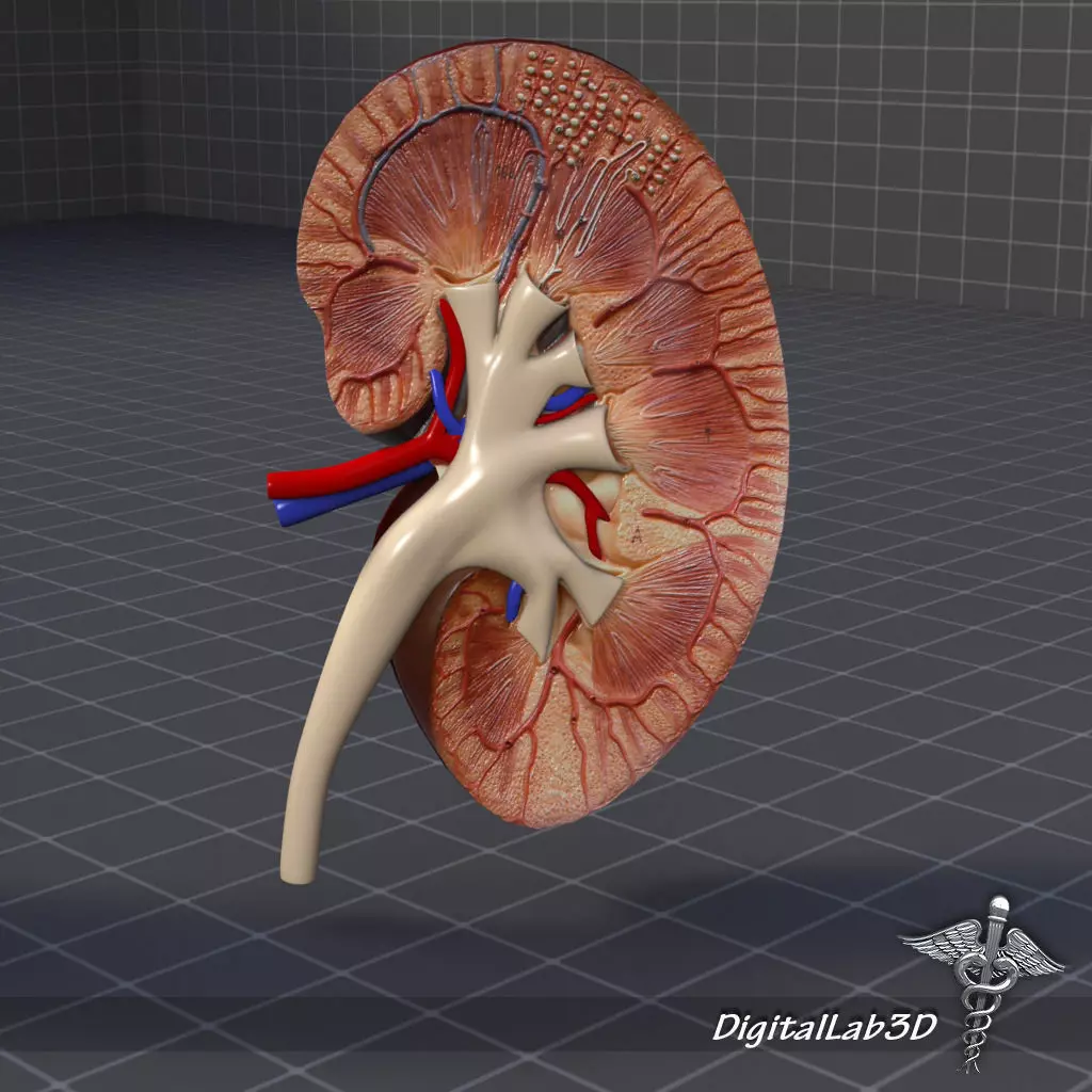 Kidney Anatomy 3D model_0
