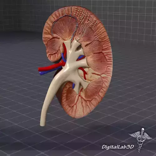Kidney Anatomy 3D model