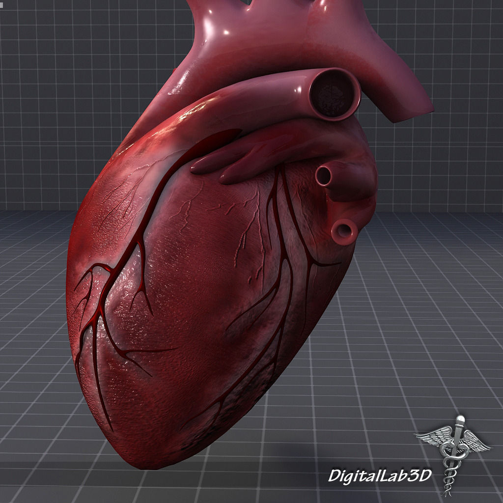 Human Heart 1 3D model_2