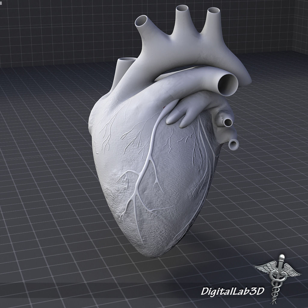 Human Heart 1 3D model_5