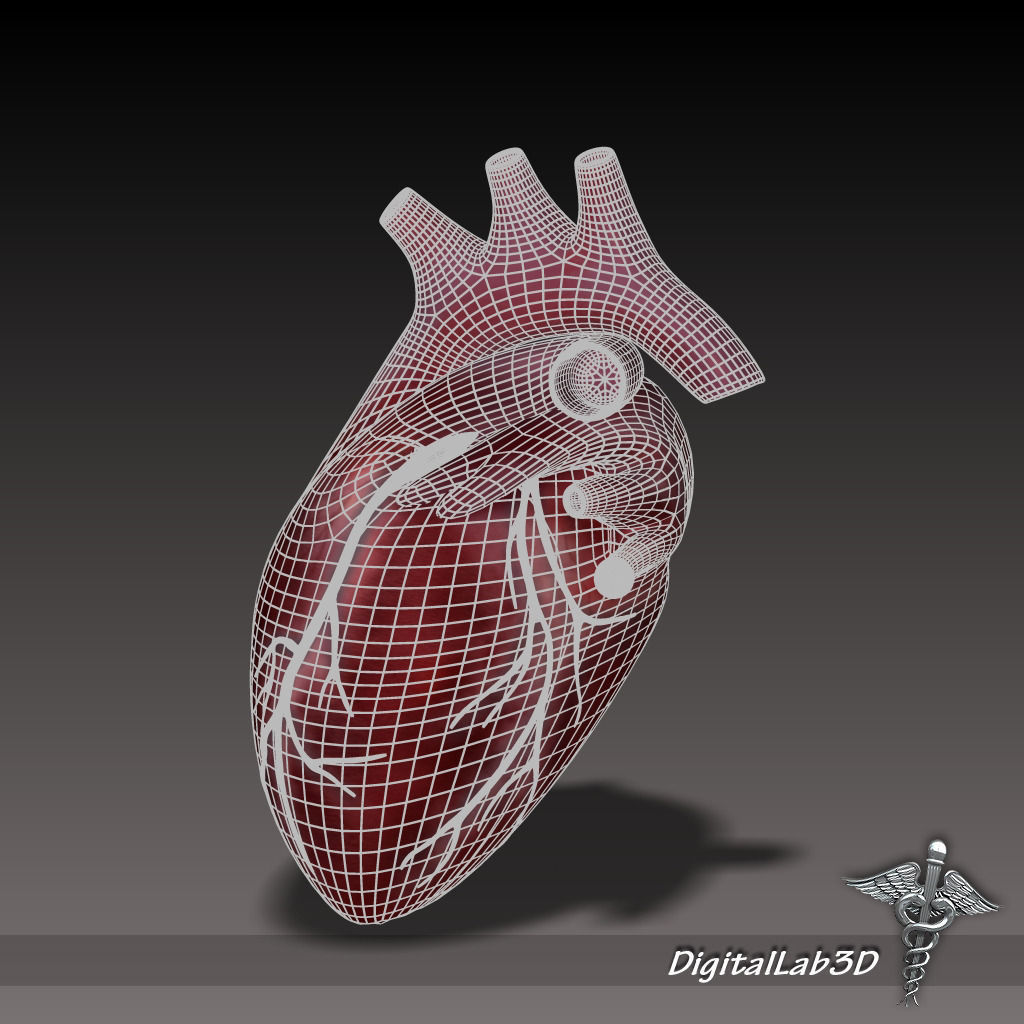 Human Heart 1 3D model_6