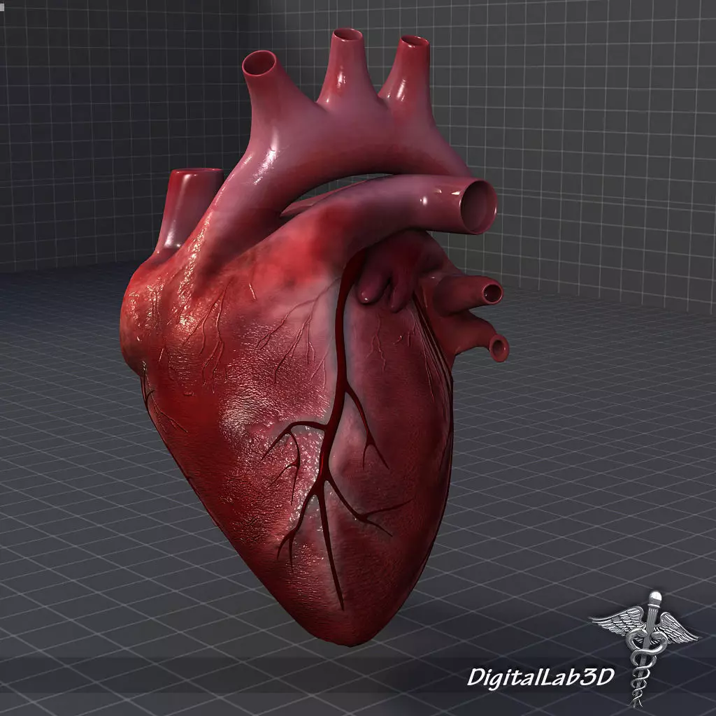 Human Heart 1 3D model_0