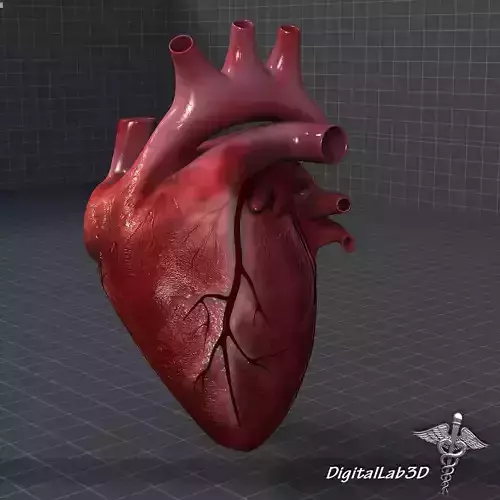 Human Heart 1 3D model