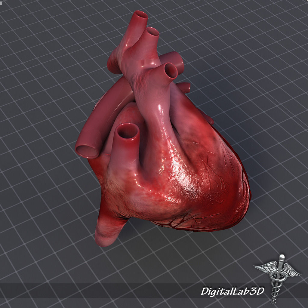 Human Heart 1 3D model_3