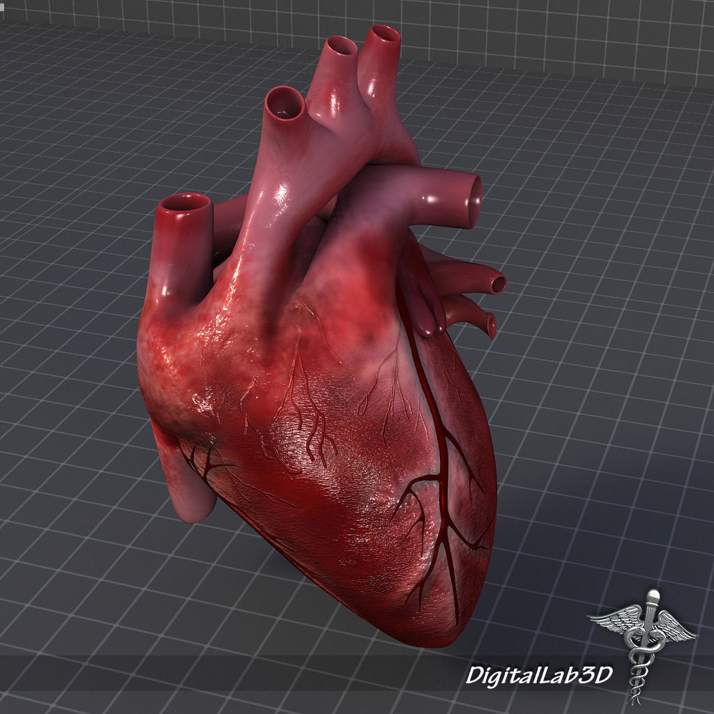 Human Heart 1 3D model_4