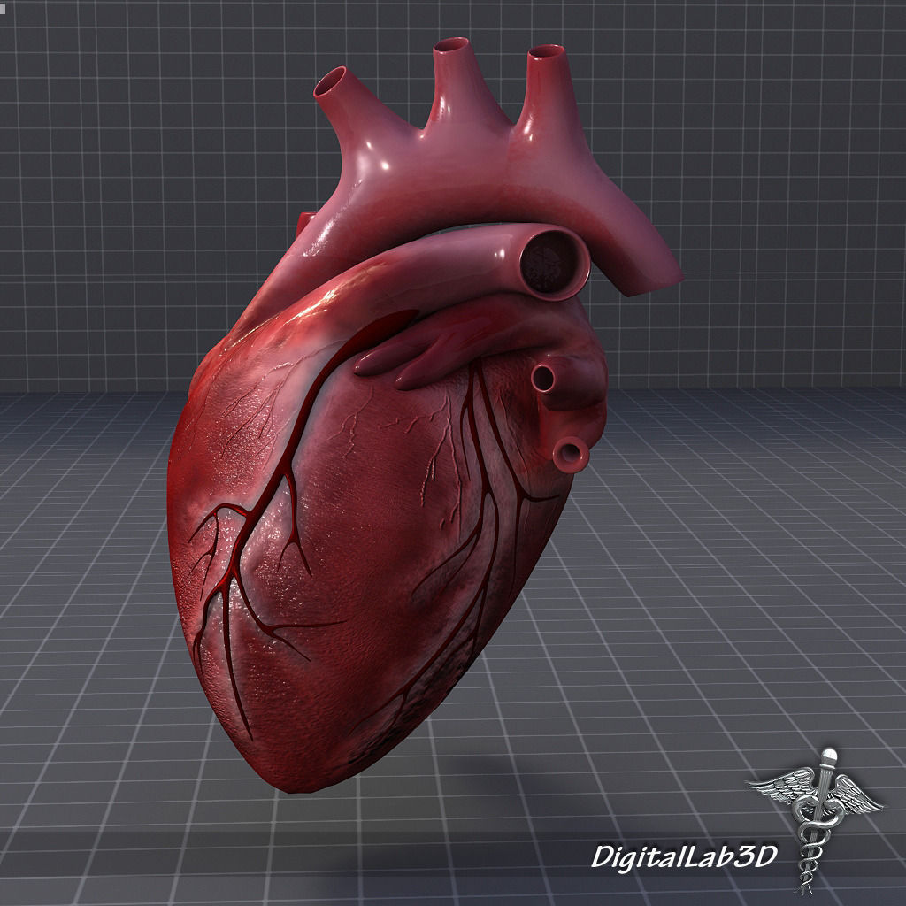 Human Heart 1 3D model_1