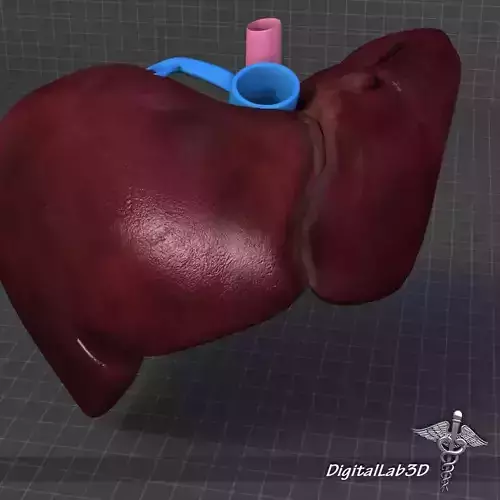 Liver Anatomy External 3D model