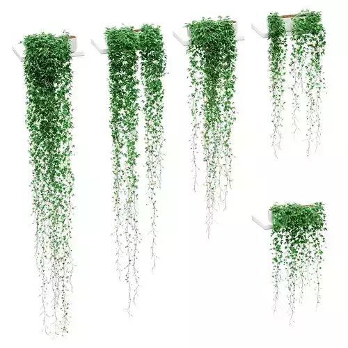 Hanging ivy in pots on the shelves - 5 models 3D model