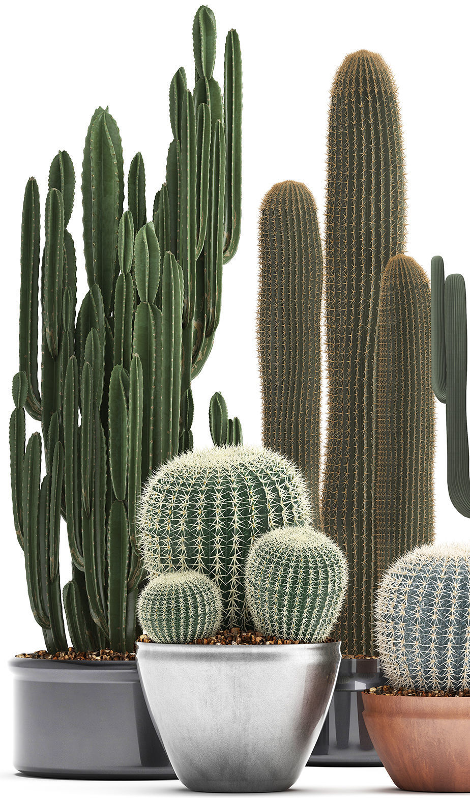 Collection of Exotic Cactus Plants 2 3D model_3