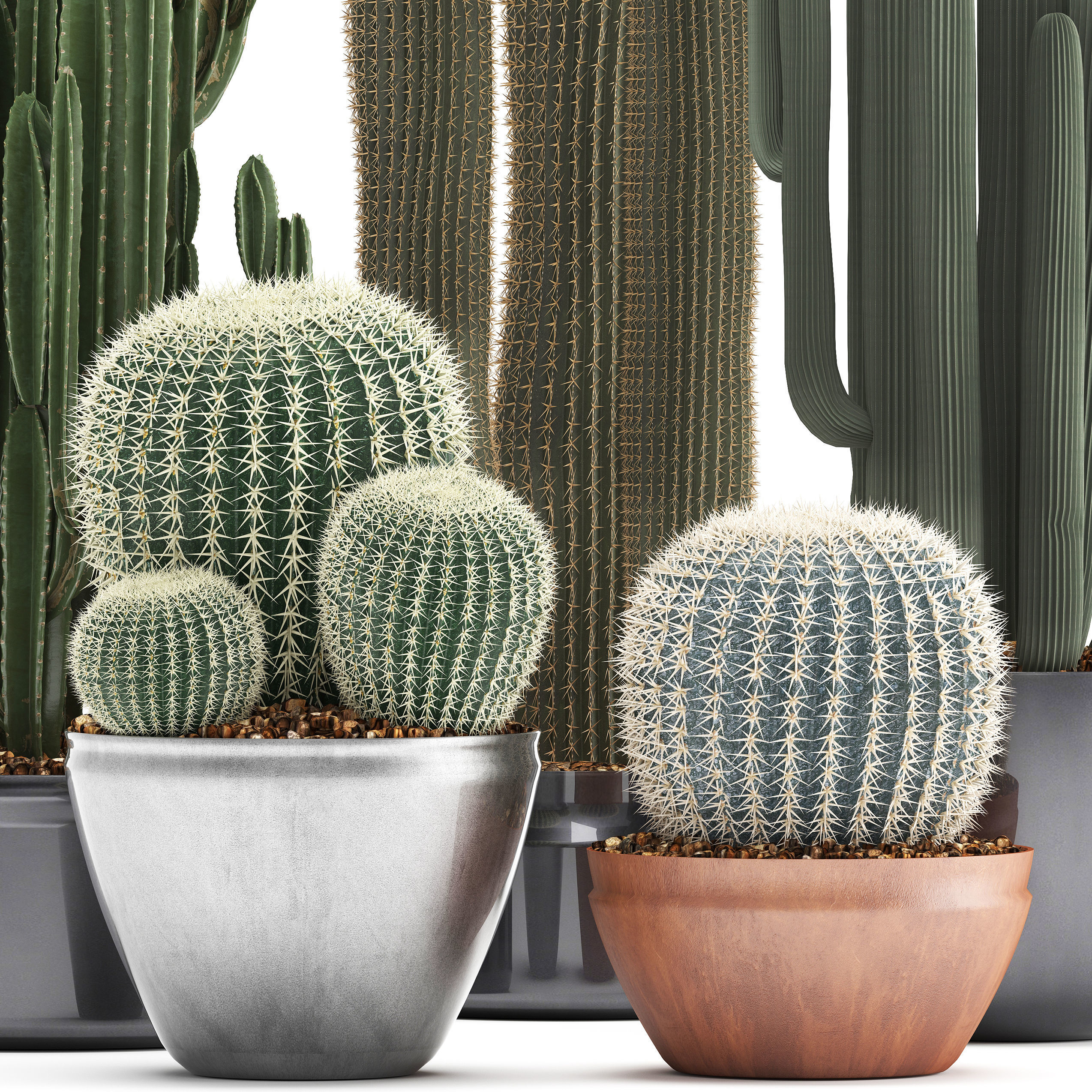 Collection of Exotic Cactus Plants 2 3D model_8